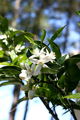 Image showing Blossom at orange-tree