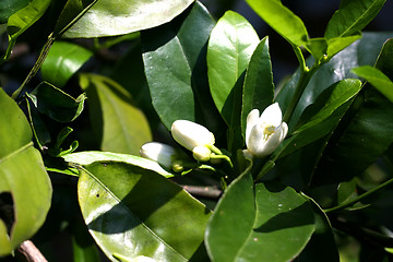 Image showing Blossom at orange-tree