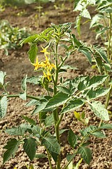 Image showing Flowering tomato plants