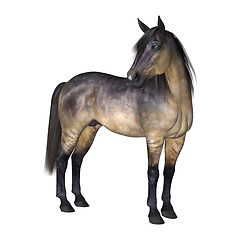 Image showing Horse