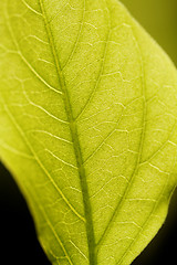 Image showing Green leaf