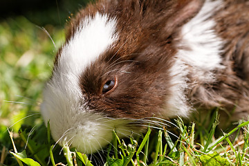 Image showing Cute bunny