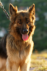 Image showing German shepherd dog