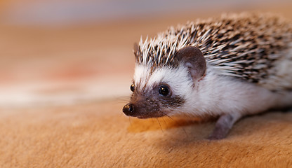 Image showing African white- bellied hedgehog