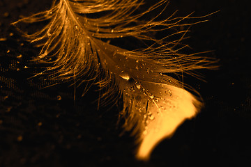 Image showing Yellow feather with water drops