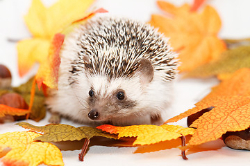 Image showing African white- bellied hedgehog