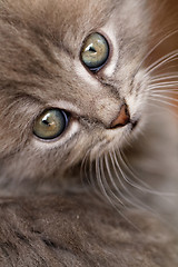 Image showing Beautiful grey kitten