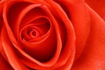 Image showing Beautiful red rose closeup