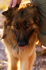 Image showing German shepherd dog