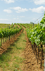 Image showing Tokay grapes