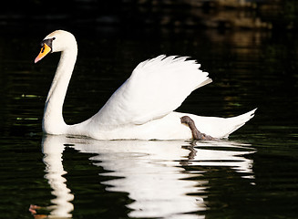 Image showing Beautiful swan 