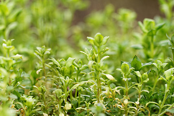 Image showing Green plant