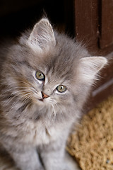 Image showing Beautiful grey kitten