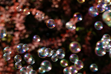 Image showing Soap bubbles