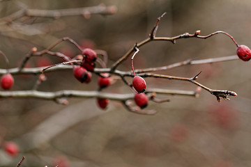 Image showing Rosehip