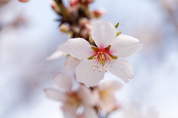 Image showing Tree flowering