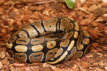 Image showing Ball Python (Python regius)