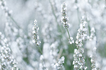 Image showing White lavender flowers