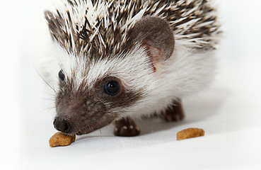 Image showing African white- bellied hedgehog