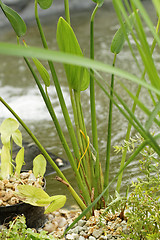 Image showing Pond plants - detail