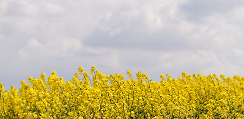 Image showing Colza field