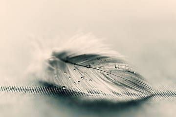 Image showing White feather with water drops