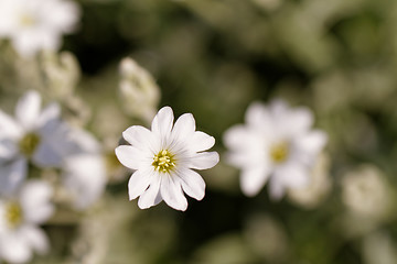 Image showing White flower