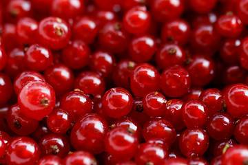 Image showing Background red currants