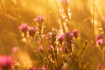 Image showing Meadow at sunset