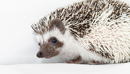 Image showing African white- bellied hedgehog