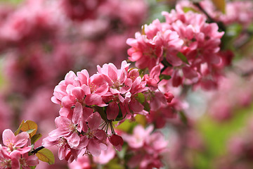 Image showing Pink flower