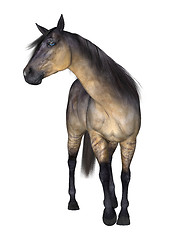 Image showing Horse