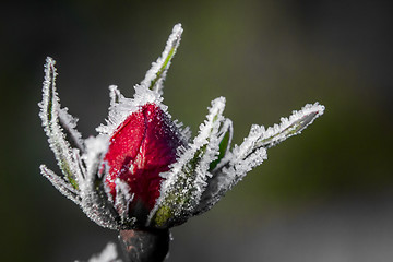 Image showing Frozen rose