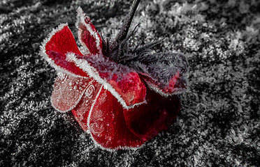 Image showing frozen rose