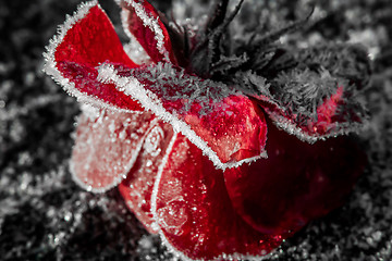 Image showing Frozen rose