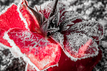 Image showing Frozen rose