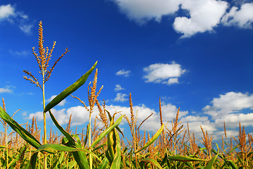 Image showing Corn field