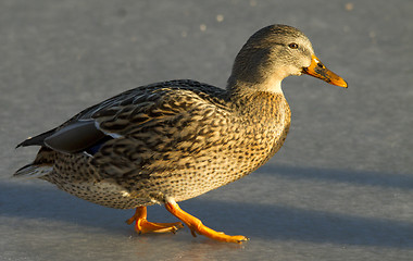 Image showing Mallard on the ice