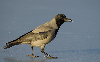 Image showing Hooded Crow on the ice