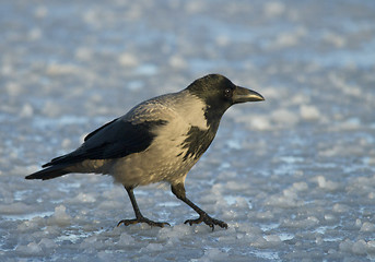 Image showing Hooded Crow on the ice