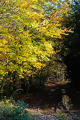 Image showing Forest Road