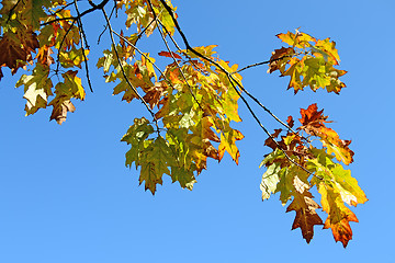 Image showing Autumn leaves