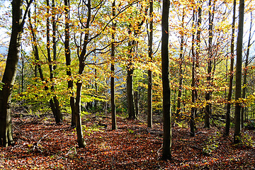 Image showing Autumn Forest