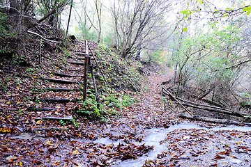 Image showing Rain in Forest