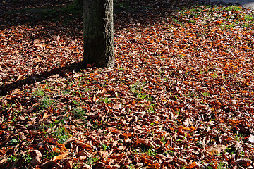 Image showing Park in Autumn