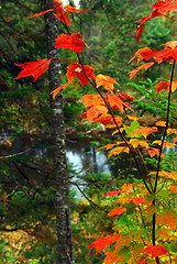 Image showing Fall forest and river