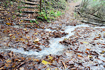 Image showing Rain in Forest