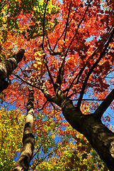 Image showing Autumn maple trees