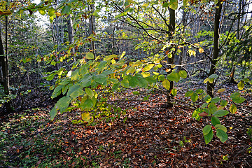 Image showing Beech Tree