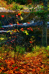 Image showing Fall forest and river